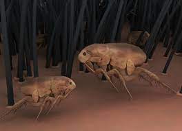 11 Facts About Fleas Petmd