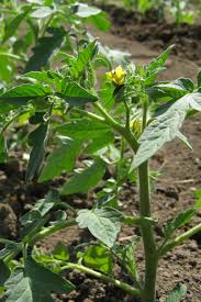 I ordered my tomato seeds from seed savers exchange online and got about 6 different heirloom i separated my tomato seedlings when they were about a month and half old. How To Best Fertilize Tomato Plants For An Incredible Harvest