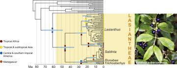 Image result for Pauridiantha dewevrei