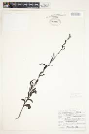 Image result for Buchnera hispida