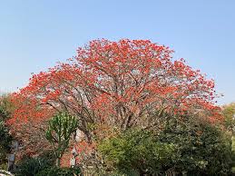 Image result for Erythrina lysistemon