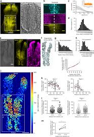Check spelling or type a new query. Quantitative Single Cell Live Imaging Links Hes5 Dynamics With Cell State And Fate In Murine Neurogenesis Nature Communications