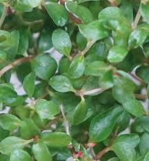 Image result for Ludwigia senegalensis