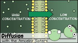 Evolution due to chance events. Amoeba Sisters Worksheet Answers Diffusion In 2020 Teaching Cells Cell Transport Kindergarten In 2021 Cell Transport Teaching Cells Kindergarten Worksheets Sight Words