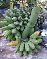 Yang membuat unik dari buah ini yaitu karena tandannya menuju ke atas menjulang ke langit serta. Jenis Jenis Pisang Yang Harus Kalian Tahu Titipku
