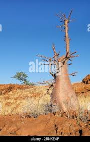 Image result for Pachypodium lealii