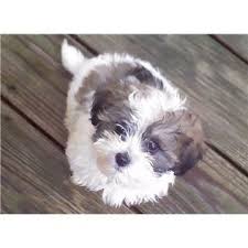 The typical shihpoo weighs between 8 and 18 pounds (3.6 to 8.2 kg), . 8 Shih Poo Shih Tzu And Poodle Shih Poo Shih Poo Puppies Shih Tzu Poodle