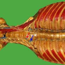 Still, many individuals pay far too little attention to them. The Torso Of The Skull Vertebral Column And Rib Cage With Some Muscles Download Scientific Diagram