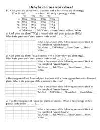 Pea plants dihybrid crosses worksheet. Genetics