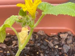 Image result for male flowers cucumber