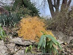 Image result for Asparagus suaveolens