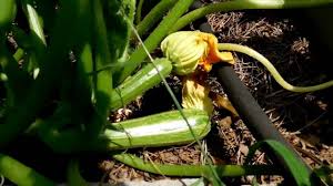 Actually, calcium is so vital for them that. How To Quickly Treat Blossom End Rot Youtube
