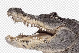 Alligator transparent png crocodile head drawing easy png. Crocodile Head Png Images Pngegg