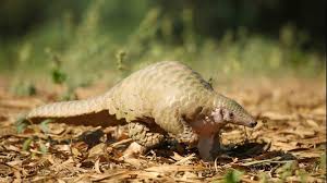 General characteristics of class mammalia: Rare Pangolin Rescued And Relocated In Uttar Pradesh Wildlife Sos