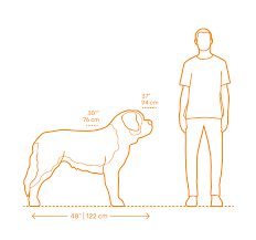 saint bernard dimensions drawings dimensions guide