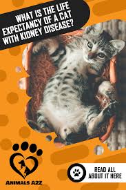 What Is The Life Expectancy Of A Cat With Kidney Disease Cat Facts In 2020 Kidney Disease Cat Kidney Cat Facts