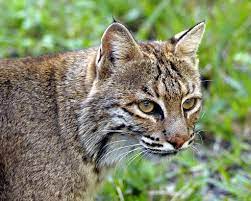 Florida Bobcat Bobcat Pictures The Mighty Jungle Bobcat
