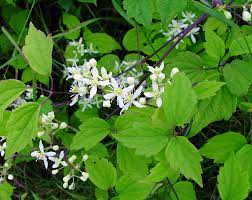 Check spelling or type a new query. Clematis Virginiana Virginia Virgin S Bower Go Botany