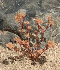 Image result for Polycarpon