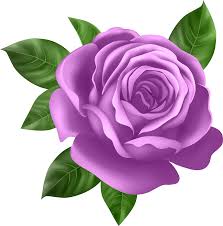 Spring flowers border png drawn flowers png alice in wonderland flowers png purple seashell png purple facebook icon png mexican paper flowers png. Purple Rose Transparent Png Clip Art Purple Rose Clipart Full Size Clipart 439486 Pinclipart