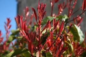 Les variétés verte et rouge sont. Le Photinia Un Arbuste Persistant Au Feuillage Rouge Pour Tous Les Jardins