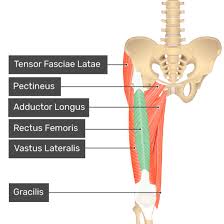 There are many different causes of thigh pain, some obvious and others not so much. Rectus Femoris Muscle