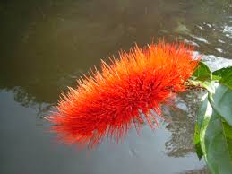 Image result for Combretum acutifolium