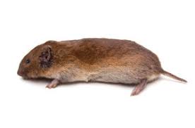 Hi Wir Haben Mause Im Garten Wir Haben Jetzt Schon Welche Mit Fallen Gefangen Aber Wir Wissen Nicht Welche Das Sind Weiss Das Vielleicht Irgendjemand Maus