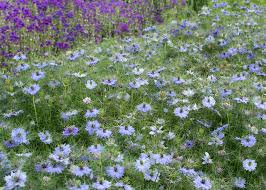 Founded in 2014, wholesale flowers direct, classified under reg no. Wholesale Flowers Grown Fresh On Our Farm Flower Farmer