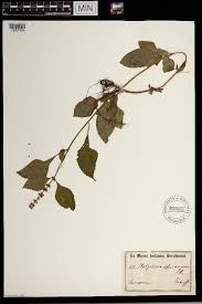 Image result for Platostoma