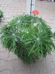 Image result for Jatropha multifida