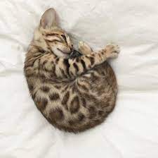 purrr on twitter sleeping kitten bengal cat aesthetic cats