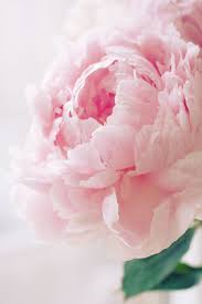 All information about pattersons flowers, company in big rapids (usa). Patterson Maker Everlytrue By Elena Pretty Flowers Beautiful Flowers Pink Peonies