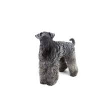 Kerry blue terrier puppy for sale by owner. Kerry Blue Terrier Puppies Petland Dallas Tx