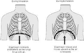 Muscles that helpful in expanding the. Deep Breathing Exercises For Intercostal Muscles Powerbreathe