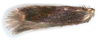 Image result for Stigmella roborella