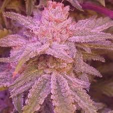 Check spelling or type a new query. Larry S Lemon Og Garden Of Green Strain Info Growdiaries