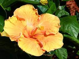 Whether they do it because of boredom, curiosity or a nutritional deficiency, cats are notorious for causing damage to plants. Hibiscus Plants Flowers All You Want And Need To Know All Things Flowers Blog By Sydney Florists Flowers Across Sydney
