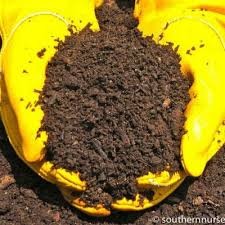 If you go to their garden department, they won't have any and they'll tell you they don't sell it. Holy Cow Compost Organic Mushroom Compost Landscape Compost Tennessee