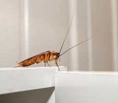 Our technicians will take the time and care to thoroughly explain the treatment. Boydstun Pest Control Cockroach Extermination Control Midland Odessa Tx