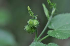 Image result for Tragia hildebrandtii