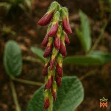 Image result for Eriosema cordatum