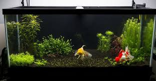 Penn plax app5 air pod aquarium air pump ultra quiet compact dome shape dual air output up to 75 gallon tank. 75 Gallon Planted Oranda Tank Goldfish Tank Goldfish Aquarium Fish Tank Themes