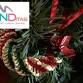 Tradiciones navideñas de los países hispanos