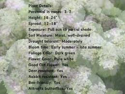 Image result for Aneilema petersii