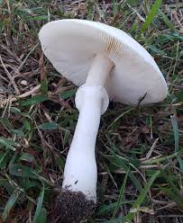 Image result for Leptactina papyrophloea