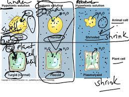 We did not find results for: Solutions Iso Hypo Hypertonic Science Biology Cells Showme