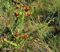 Image result for Jamesbrittenia burkeana