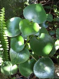 Image result for Tristachya