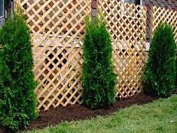 Before you dive in, first identify your goals by walking around your space and taking notes. Planting For Privacy Diy